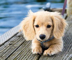 5 points à vérifier avant de choisir un contrat de santé pour animaux