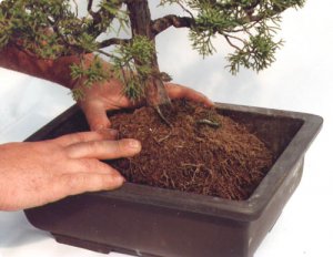 Comment rempoter ses plantes d'intérieur ?